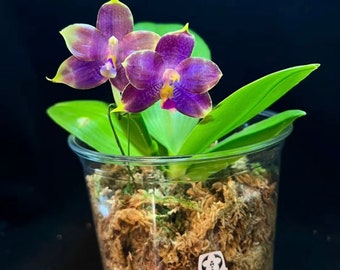 Phal. Mituo Purple Dragon ’Blue Penguin’ (MCL45), pretty and very fragrant