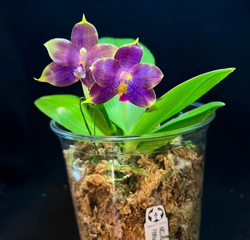 Phal. Mituo Purple Dragon Blue Penguin MCL45, pretty and very fragrant image 1