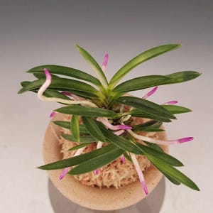 May include: A small potted orchid plant with vibrant green leaves and delicate pink and white roots and buds. The plant is set in a light brown pot, creating a natural and appealing aesthetic. The orchid is a beautiful example of a houseplant.