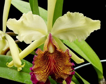 Very rare species! Cattleya dowiana var. aurea (3N), “The Queen of Cattleya” - very fragrant with big flowers