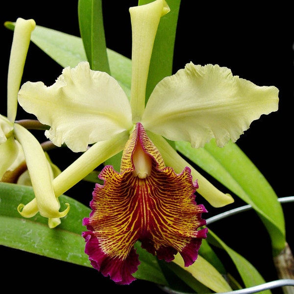 Very rare species! Cattleya dowiana var. aurea (3N), “The Queen of Cattleya” - very fragrant with big flowers