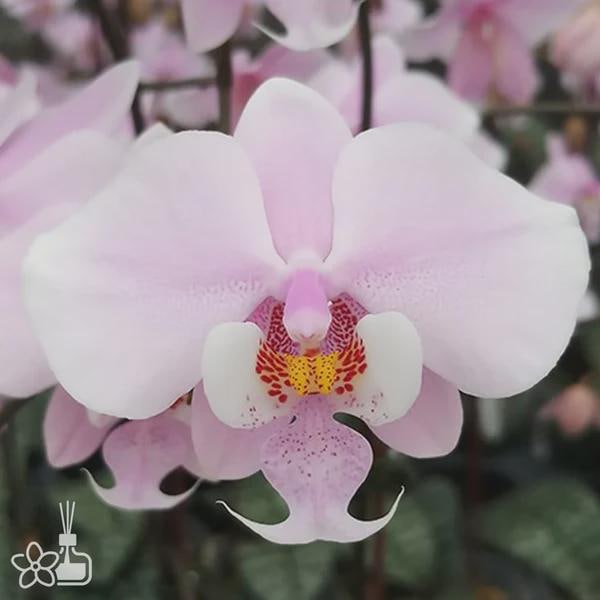 In spike! Phal. schilleriana 'MSH', mottled leaves, orchid species, rose fragrance