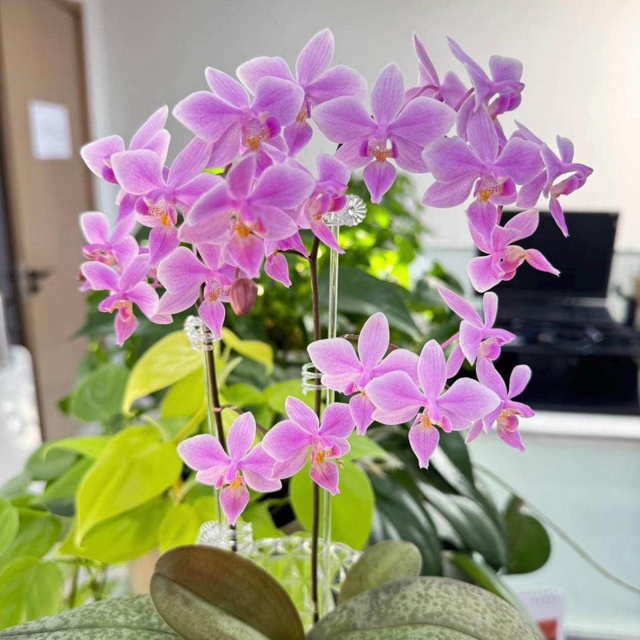 HIF洋蘭 124 Phal. schilleriana (自然種) 花芽着 Phal. Schilleriana