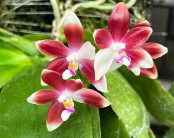 Phal. speciosa ‘Red Starfish’, fragrant and continues blooming from old spikes