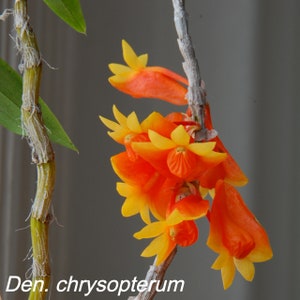 Den. chrysopterum x sib, Candy Corn Flowers, fragrant!