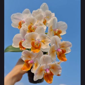 So pretty! Phal. Miki Good Idea (peloric - 2 eyes)