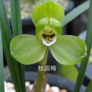 Cymbidium goeringii 'Gui Yuan Mei' 春蘭 桂圆梅, fragrant, Easy to care image 5