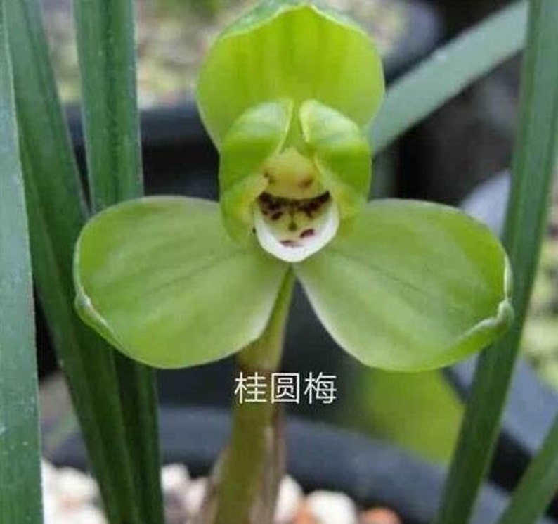 Cymbidium goeringii 'Gui Yuan Mei' 春蘭 桂圆梅, fragrant, Easy to care image 5