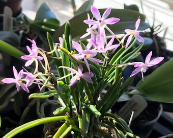 Neofinetia falcata 'Fujimusume' 藤娘, pinky flower and fragrant