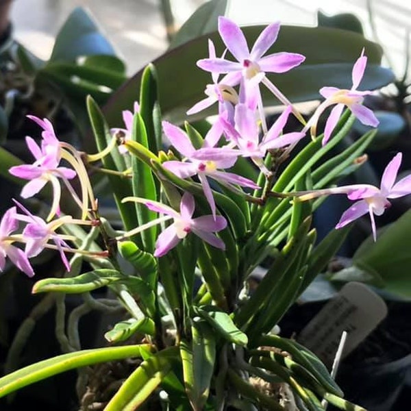 Neofinetia falcata 'Fujimusume' 藤娘, pinky flower and fragrant