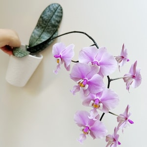 Phal. schilleriana ‘YL&#39; — mottled leaves, fragrant, species