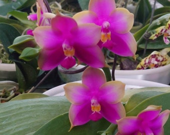 In spike and round foliage! Phal. Miro Seika 'Miro', classic and fragrant