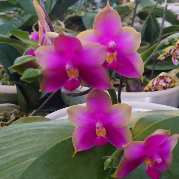 In spike and round foliage! Phal. Miro Seika 'Miro', classic and fragrant