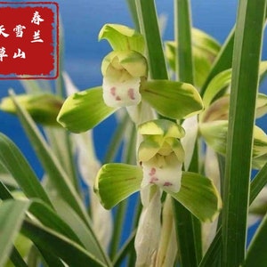 Cymbidium goeringii Xue Shan Tian Cao Snow Mountain春兰 雪山天草fragrant, golden margins on leaves image 1