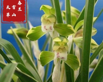 Cymbidium goeringii ‘Xue Shan Tian Cao’ (Snow Mountain)，春兰 ‘雪山天草’，fragrant, golden margins on leaves