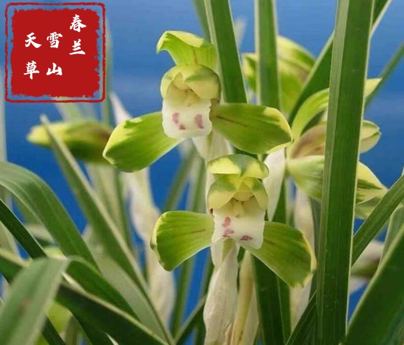 Cymbidium goeringii Xue Shan Tian Cao Snow Mountain春兰 雪山天草fragrant, golden margins on leaves image 1