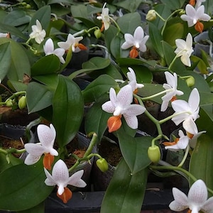 In spike! Phal Mini Mark ‘Holm’-flowering size and fragrant