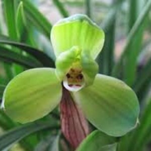 Cymbidium goeringii 'Gui Yuan Mei' 春蘭 桂圆梅, fragrant, Easy to care image 4