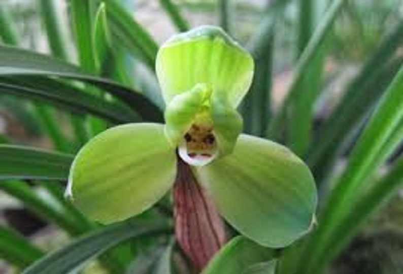 Cymbidium goeringii 'Gui Yuan Mei' 春蘭 桂圆梅, fragrant, Easy to care image 4