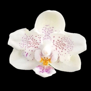 In bloom Phal. Younghome Lucky Star '0020' peloric, fragrant image 3