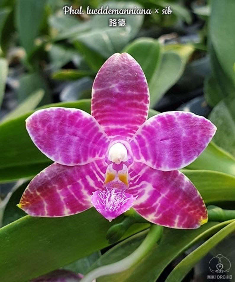 Phal. lueddemanniana x sib, phal species, very fragrant image 2