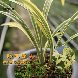 Cymbidium ensifolium ‘Wo Long Su’, 建兰 ‘卧龙素’, variegated leaves and easy to bloom and very fragrant