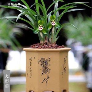 Cymbidium goeringii ‘Da Tuan Yuan’ 春兰铭品 ‘大团圆’, fragrant