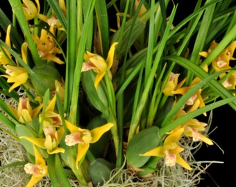 Maxillaria tenuifolia ‘Yamada’ AM/AOS, yellow flower and coconut fragrance!