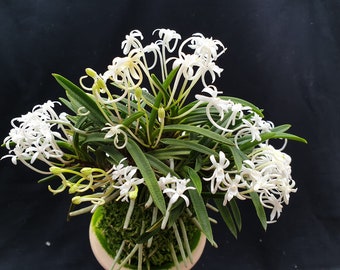 Neofinetia falcata 'Kinginrasha' 金銀羅紗