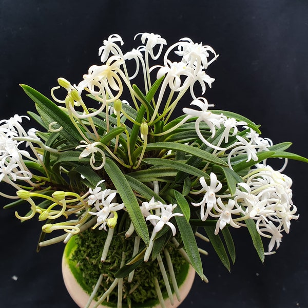 Neofinetia falcata 'Kinginrasha' 金銀羅紗