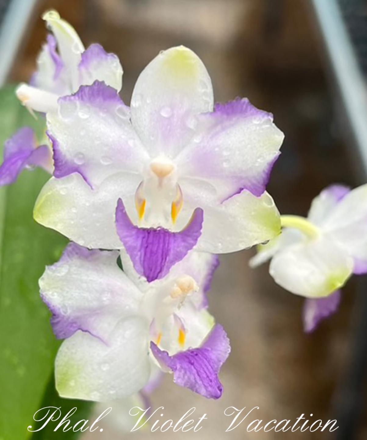 Phal. Violet Vacation, pretty white flowers with light purple margin