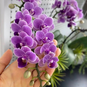 Phal. Younghome Purple Baby '07122', Multifloral, Can Bloom Tens