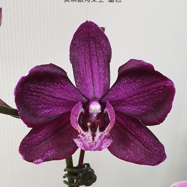 Dark unique! Phal. Miki Galaxy Queen 'Shadow', pretty flowers