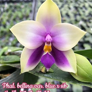 Phal. bellina var. blue (coerulea) x sib, rare fragrant orchid species