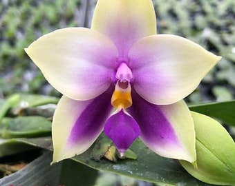 Phal. bellina var. blue (coerulea) x sib, rare fragrant orchid species