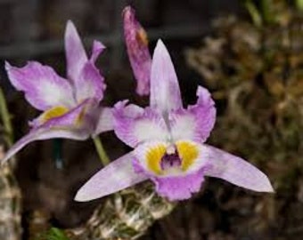 Dendrobium wangliangii (王亮石斛), very fragrant, mounted, rare mini den species