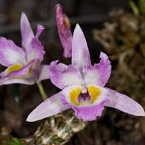 Dendrobium wangliangii (王亮石斛), very fragrant, mounted, rare mini den species