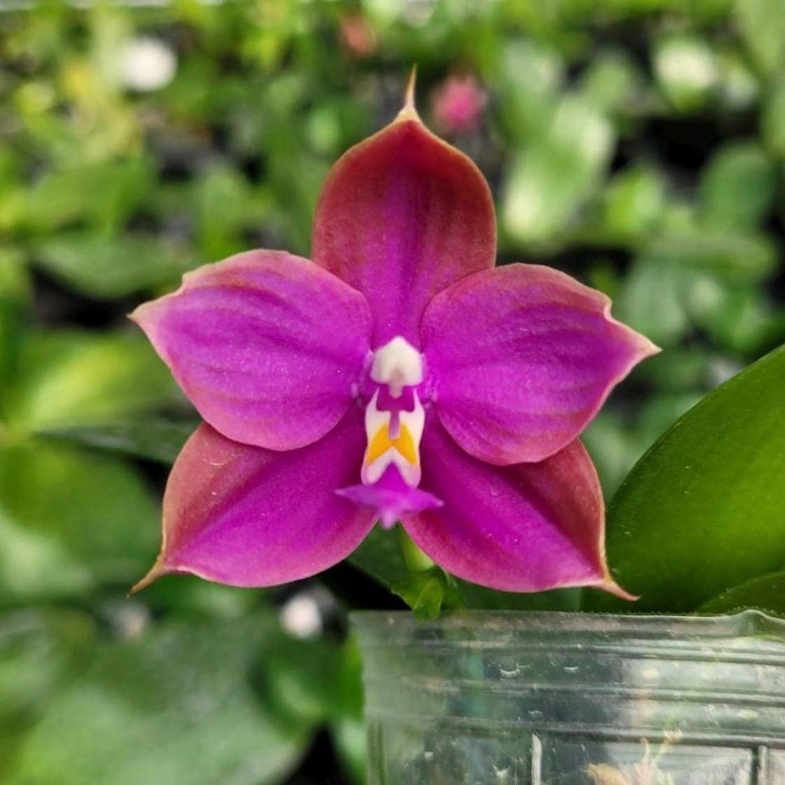 In Spike! Phal. Miki Sabina 'peach 608', Fragrant, Compact Size