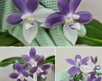 In spike/bloom! Phal. speciosa 'Purple Mountain' - fragrant, sequential bloomer, random petal color in white or purple, award winning clone