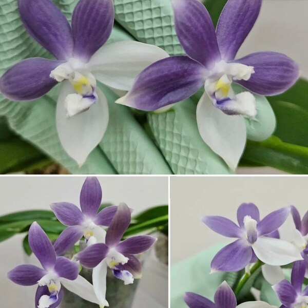 In spike/bloom! Phal. speciosa 'Purple Mountain' - fragrant, sequential bloomer, random petal color in white or purple, award winning clone