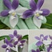 see more listings in the Phalaenopsis section