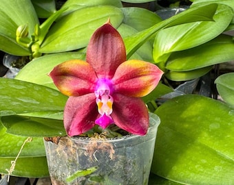 Phal. Mituo Obsidian ‘Three Headed Dog’ (MO826), beautiful color