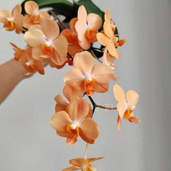 Phal. (Ascps.) Irene Dobkin 'Elmhurst' HCC/AOS, pretty pale orange flower
