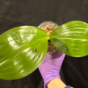 Phal. Mituo Purple Dragon Blue Penguin MCL45, pretty and very fragrant image 6