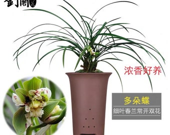 Cymbidium goeringii ‘Duo Duo Butterfly’ 春兰 ‘多朵蝶’, fragrant