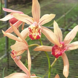 Cymbidium &#39;Lady Express&#39;, very fragrant