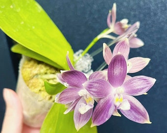 In spike/bloom! Phal. tetraspis coerulea  (Blue) — random petal color in blue/taro or white, fragrant