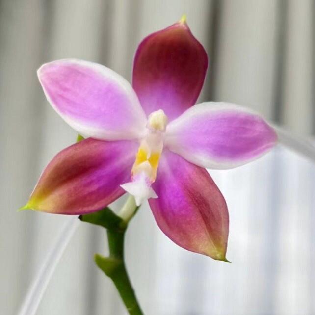 Phal. Germaine Vincent ‘BTA317’ (P. speciosa f. Blue x violacea Indigo super Blue ), very fragtant blueish colored flower