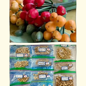 Clivia Seeds: green/yellow/golden/orange/bronze