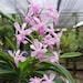 see more listings in the neofinetia falcata section